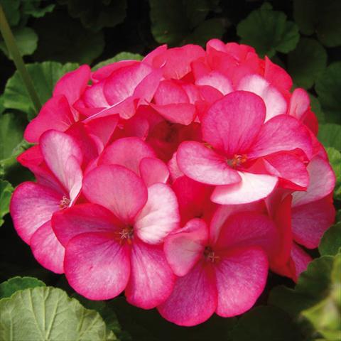 Foto fiore da  Vaso e aiola Pelargonium x hortorum F.1 Maverick Violet Picotee