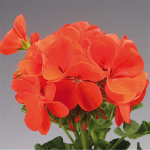 Foto fiore da  Vaso e aiola Pelargonium x hortorum F.1 Pinto Premium Orange