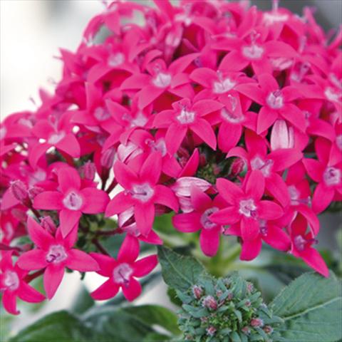 Foto fiore da  Vaso e aiola Pentas lanceolata Honey Cluster Deep Rose