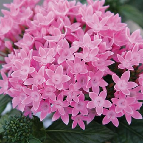 Foto fiore da  Vaso e aiola Pentas lanceolata Honey Cluster Pink