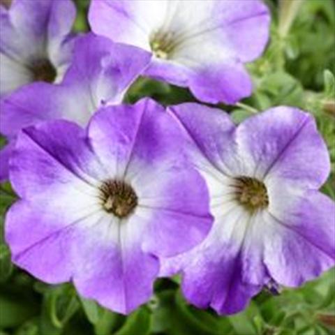 Foto fiore da  Vaso e aiola Petunia hybrida Sanguna Patio Blue Morn