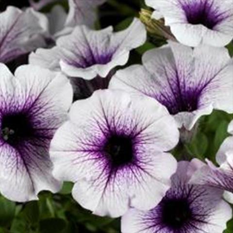 Foto fiore da  Vaso e aiola Petunia hybrida Sanguna Patio Blue Vein