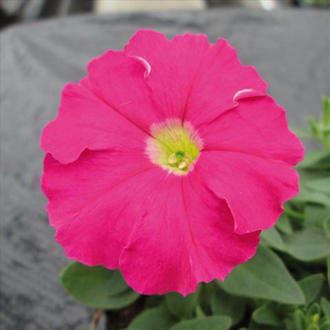 Foto fiore da  Vaso e aiola Petunia milliflora Picobella Pink