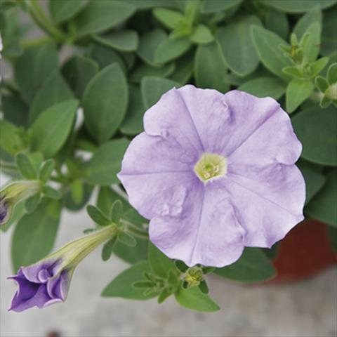 Foto fiore da  Vaso e aiola Petunia milliflora Picobella Cascade Sky Blue