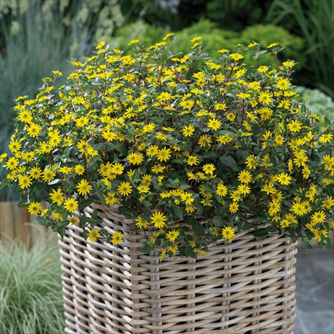 Foto fiore da  Vaso e aiola Sanvitalia Sundance Trailing Golden Yellow