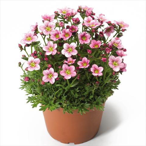 Foto fiore da  Vaso Saxifraga x arendsii Alpino Pink