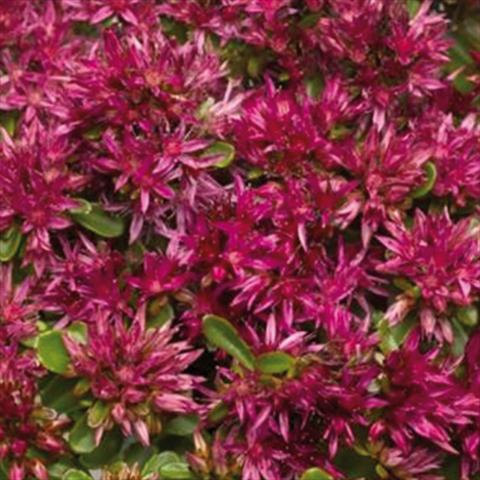 photo of flower to be used as: Pot Sedum spurium Solarity