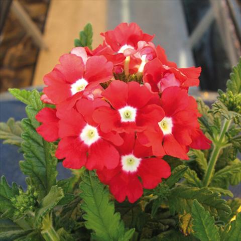 Foto fiore da  Vaso e aiola Verbena hybrida Tuscany Scarlet with Eye