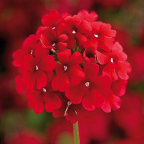 Foto fiore da  Vaso e aiola Verbena hybrida Lanai Synchro Early Dark Red