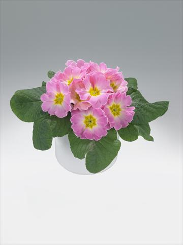 Foto fiore da  Basket o vaso Primula acaulis, veris, vulgaris Mega Appleblossom