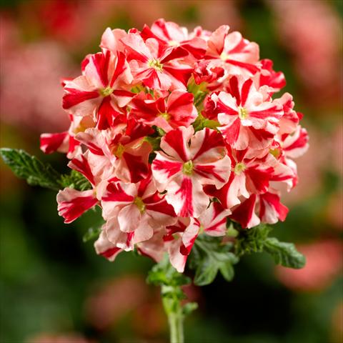 Foto fiore da  Vaso e aiola Verbena hybrida Lanai Synchro Red Star