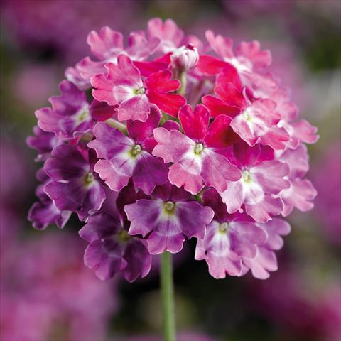 photo of flower to be used as: Pot and bedding Verbena hybrida Lanai Twister Burgundy
