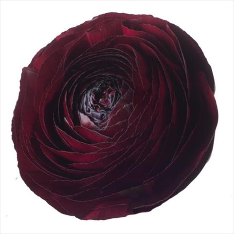 Foto fiore da  Reciso Ranunculus asiaticus Success® Nerone