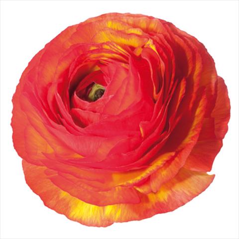 Foto fiore da  Reciso Ranunculus asiaticus Success® Swami