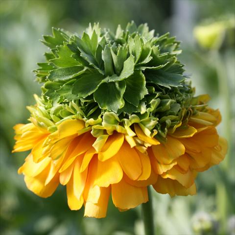 Foto fiore da  Reciso Ranunculus asiaticus Elegance® Arancio Festival®