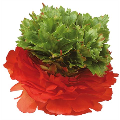 photo of flower to be used as: Cutflower Ranunculus asiaticus Success® Camporosso