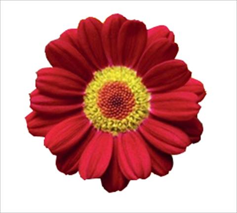 Foto fiore da  Vaso e aiola Argyranthemum frutescens Molimba® L Red