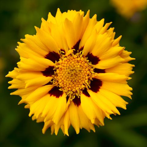 photo of flower to be used as: Pot, bedding, patio Coreopsis grandiflora Andiamo