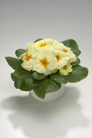 Foto fiore da  Basket o vaso Primula acaulis, veris, vulgaris Mega Cream