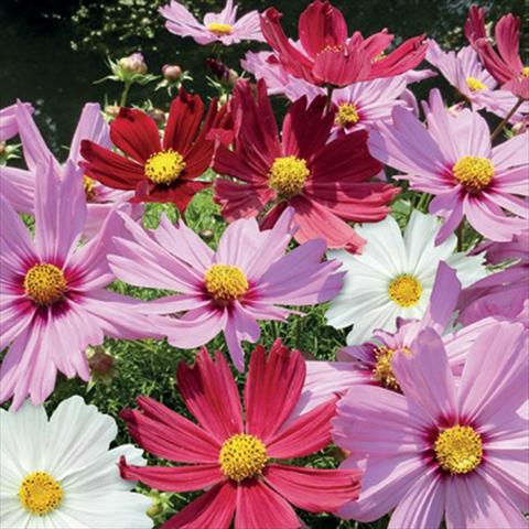 Foto fiore da  Vaso, aiuola, balcone Cosmos bipinnatus Casanova Mix
