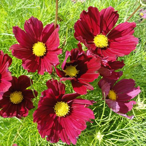 Foto fiore da  Vaso, aiuola, balcone Cosmos bipinnatus Casanova Red