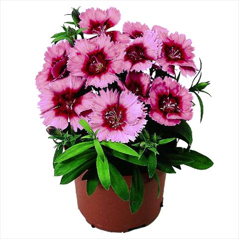 Foto fiore da  Vaso e aiola Dianthus chinensis F1 Diana Crimson Picotee