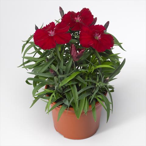 Foto fiore da  Vaso e aiola Dianthus chinensis F1 Venti Parfait Crimson