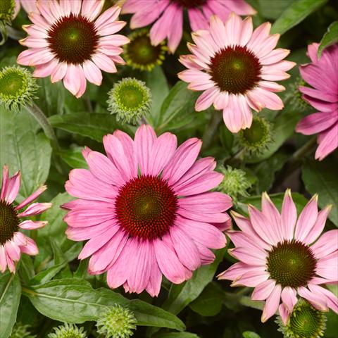 Foto fiore da  Vaso, aiuola, balcone Echinacea purpurea Prairie Splendor™ Rose Compact