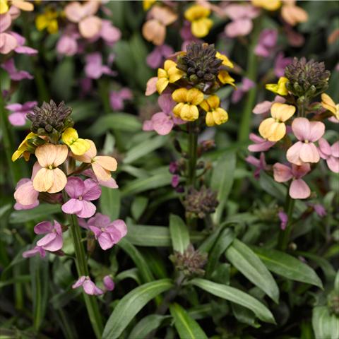 photo of flower to be used as: Pot, bedding, patio Erysimum linifolium Super Bowl Sunset