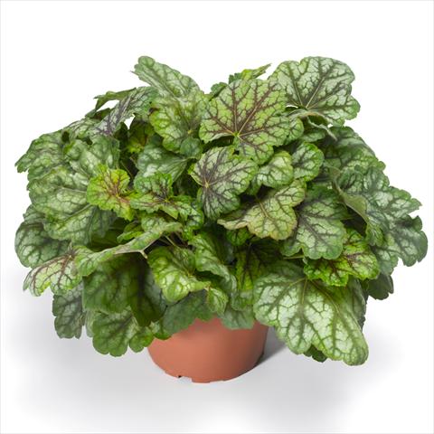 photo of flower to be used as: Pot Heuchera americana Marvelous Marble™ Silver