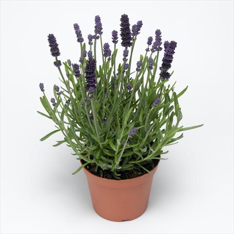 Foto fiore da  Vaso, aiuola, balcone Lavandula angustifolia Aromatico™ Blue Improved