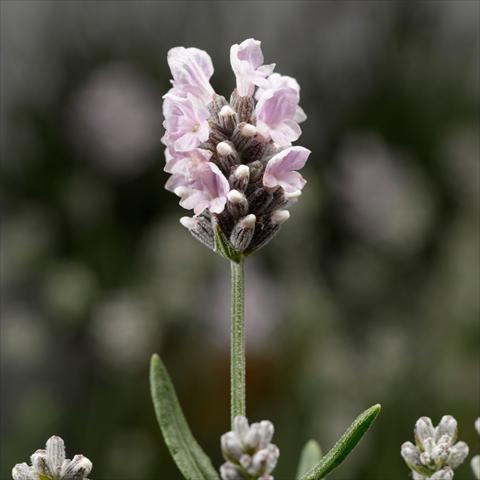 Foto fiore da  Vaso, aiuola, balcone Lavandula angustifolia White Scent® Early