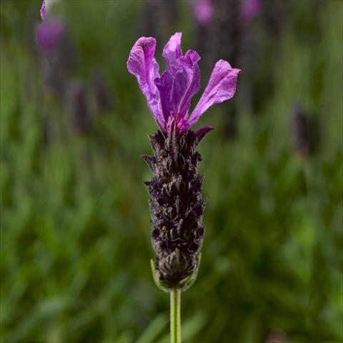 Foto fiore da  Vaso, aiuola, balcone Lavandula stoechas Javelin™ Forte Deep Purple