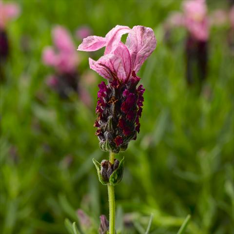 Foto fiore da  Vaso, aiuola, balcone Lavandula stoechas Javelin™ Forte Deep Rose