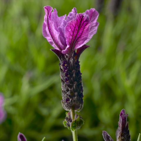 Foto fiore da  Vaso, aiuola, balcone Lavandula stoechas Javelin™ Forte Forte Purple