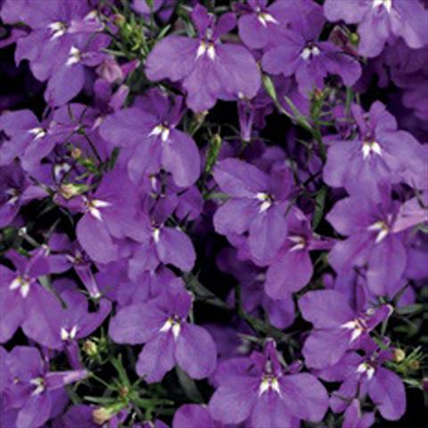 Foto fiore da  Vaso, aiuola, balcone Lobelia erinus Laguna® Trailing Violet Imp