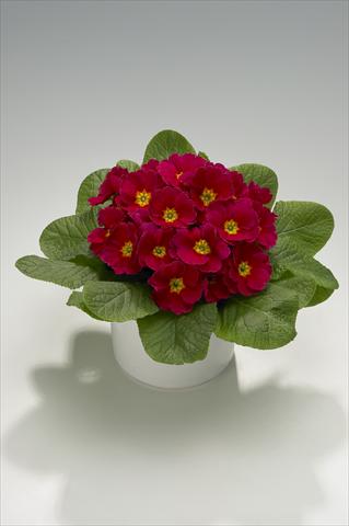 Foto fiore da  Basket o vaso Primula acaulis, veris, vulgaris Mega Hot Cherry