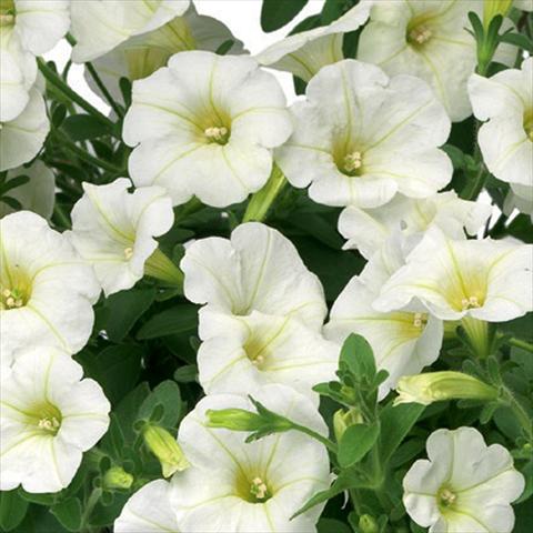 Foto fiore da  Vaso, aiuola, balcone Petunia hybrida Sanguna® Mini White