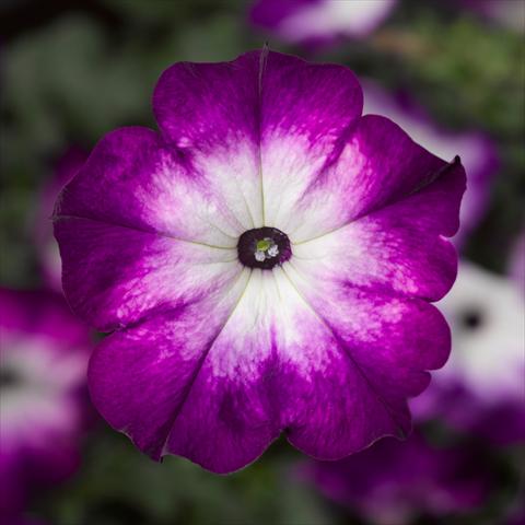 Foto fiore da  Vaso, aiuola, balcone Petunia hybrida Sanguna® Patio Twirl Purple