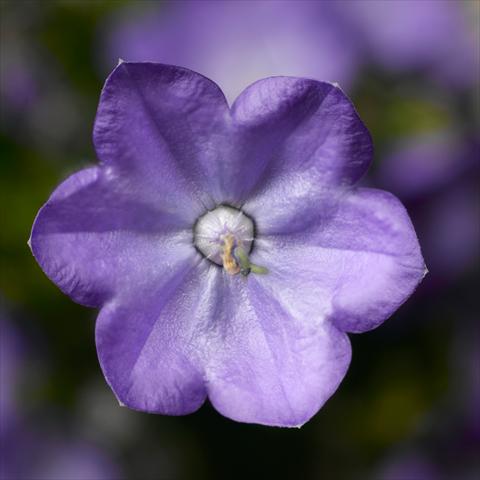 Foto fiore da  Vaso, aiuola, balcone Campanula Beyond