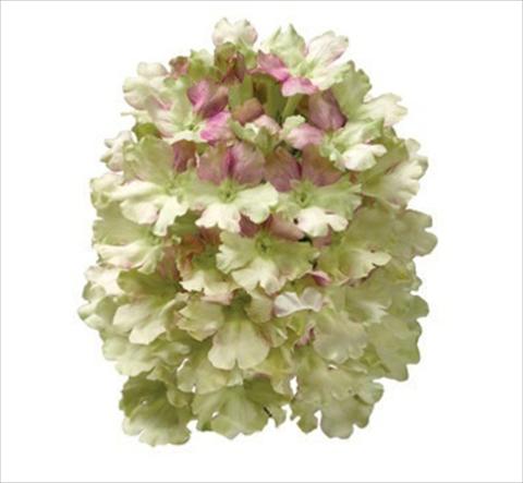 photo of flower to be used as: Pot, bedding, patio Verbena hybrida Lanai® Vintage Vodka