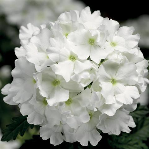 Foto fiore da  Vaso, aiuola, balcone Verbena hybrida Lanai® White Improved