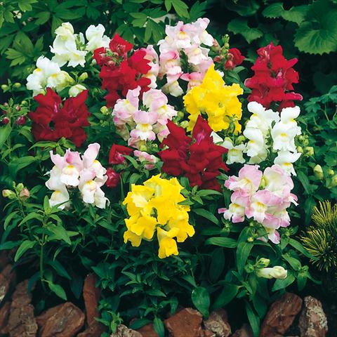 Foto fiore da  Vaso, aiuola, balcone Antirrhinum majus F1 Montego Formula Mix