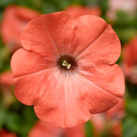 Foto fiore da  Vaso, aiuola, balcone Petunia hybrida Sanguna® Salmon