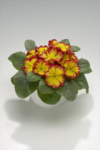 Foto fiore da  Basket o vaso Primula acaulis, veris, vulgaris Mega Red Picotée