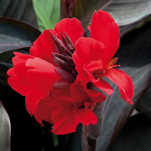 Foto fiore da  Balcone, vaso Canna hybrida Cannova® Scarlet Bronze