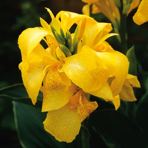 Foto fiore da  Balcone, vaso Canna hybrida Cannova® Yellow