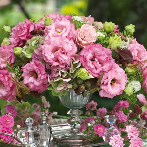 photo of flower to be used as: Cutflower Lisianthus (Eustoma grandiflorum) Corelli Rose