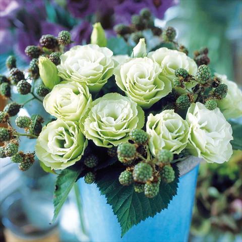 Foto fiore da  Vaso Lisianthus (Eustoma grandiflorum) Croma Green