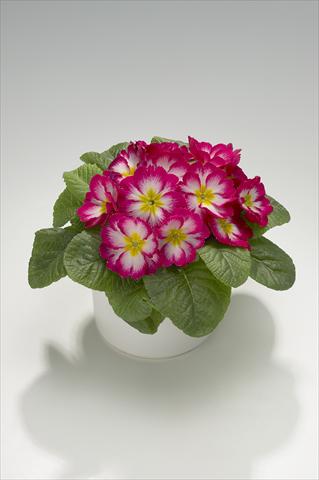 Foto fiore da  Basket o vaso Primula acaulis, veris, vulgaris Mega Rose Picotée